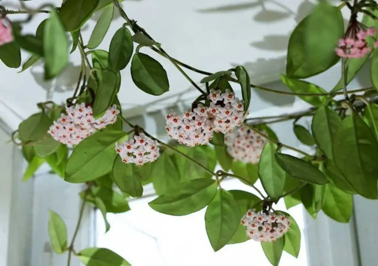 Racimos de flores blancas con centros rojos de una hoya carnosa cuelgan entre sus hojas verdes.