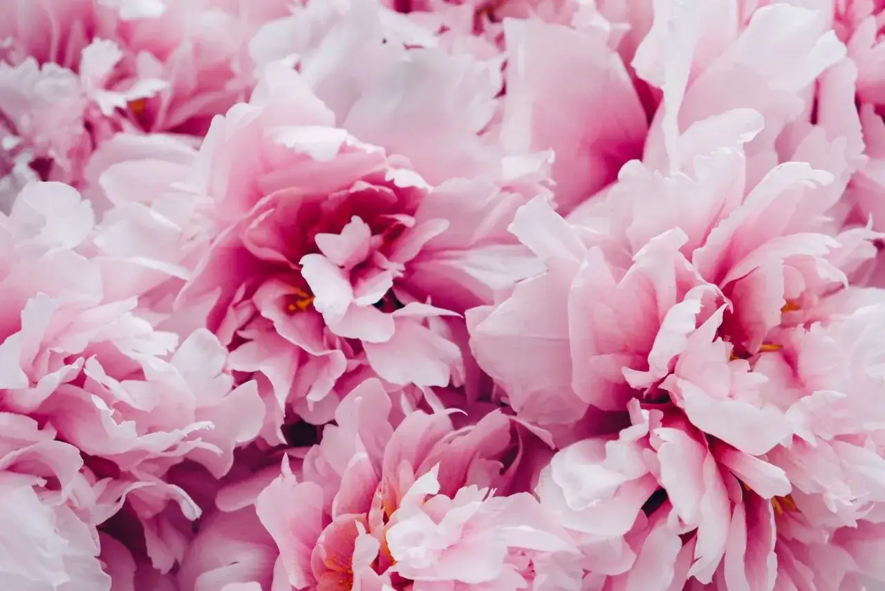 Abundancia de flores de peonía rosa, perfectas flores de temporada junio, con pétalos suaves y voluminosos.