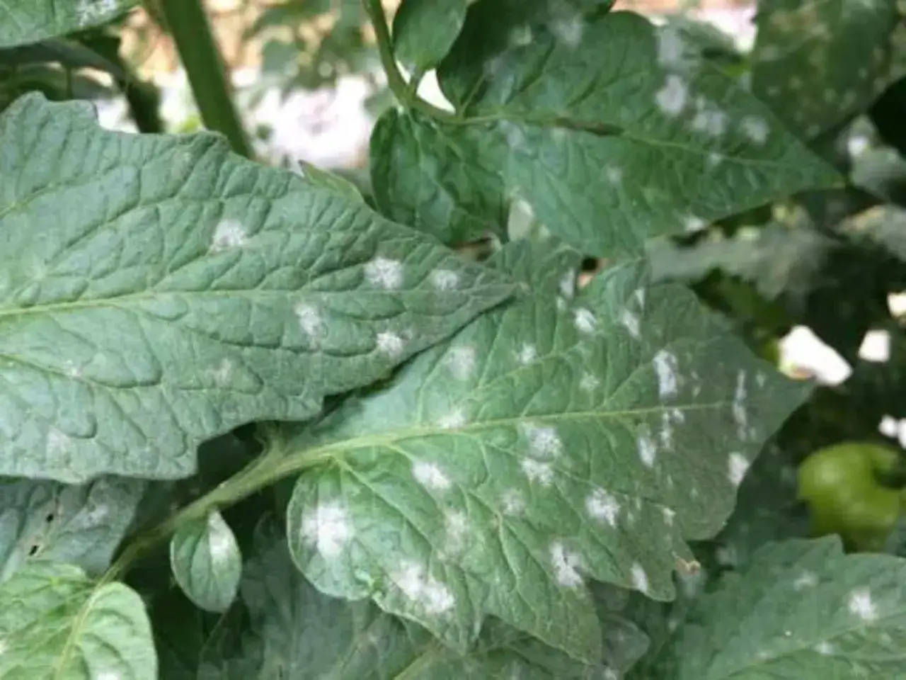 Hojas de tomate con manchas blancas, indicando posible mildiu polvoriento.