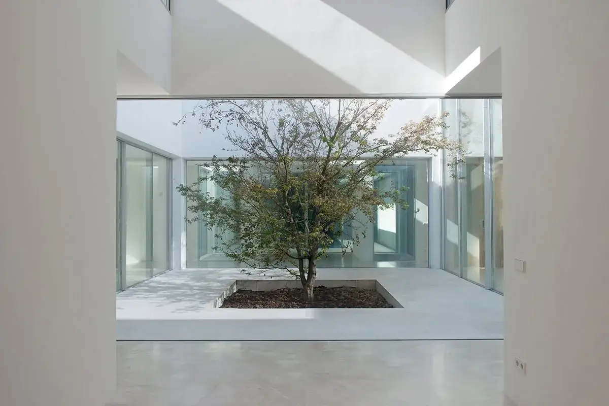 Árbol solitario en un patio interior moderno, con suelo de baldosas claras y grandes ventanales. La luz del sol crea sombras geométricas.