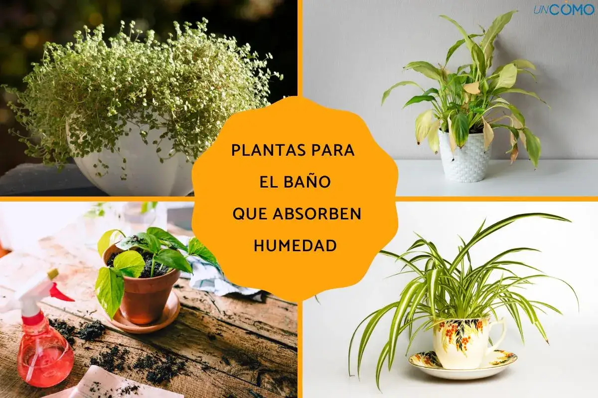 Plantas para el baño que absorben humedad: un helecho frondoso, una planta de interior en maceta blanca, una planta en maceta de terracota y una planta araña en una taza decorativa.