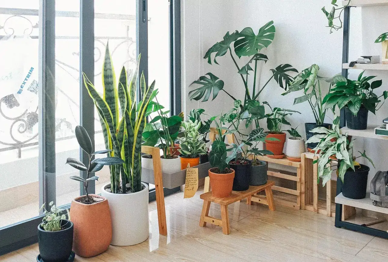 Un rincón acogedor con varias plantas de interior poca luz, incluyendo una sansevieria, un ficus y una monstera, prosperando cerca de una ventana.