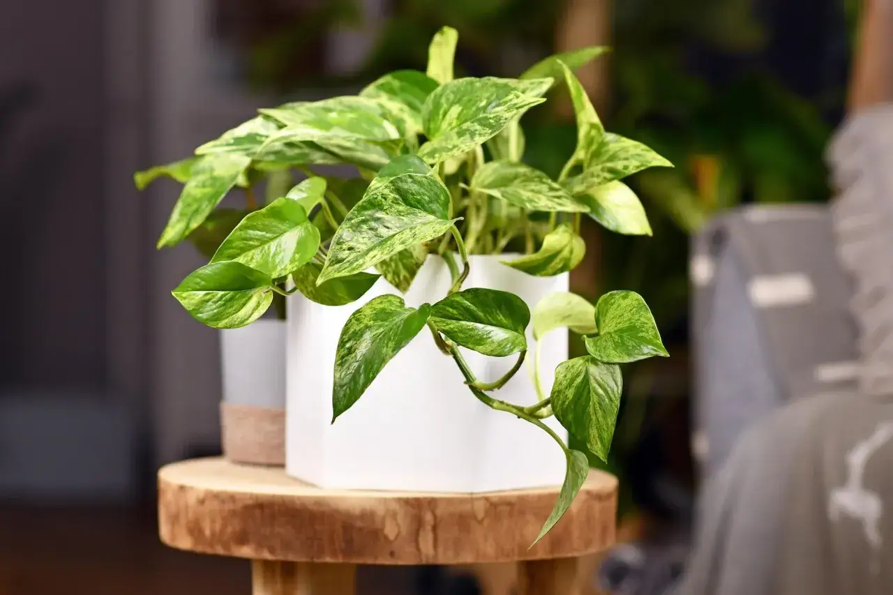 Planta de interior con hojas verdes y amarillas, ideal para atraer energía positiva. Un ejemplo de plantas feng shui.