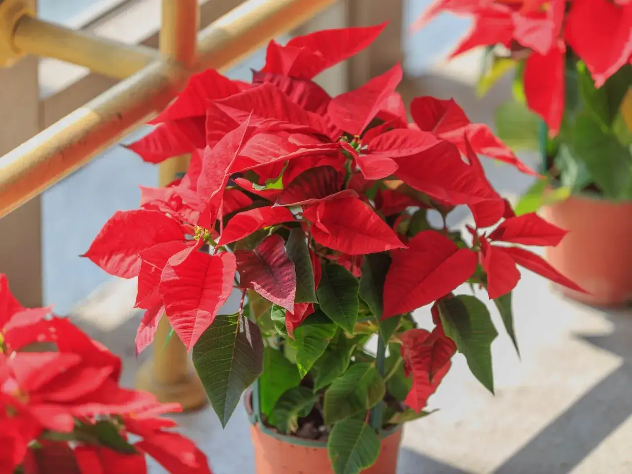 Flor de pascua con hojas rojas vibrantes. Para que se ponga roja, necesita oscuridad total por 12-14 horas diarias.