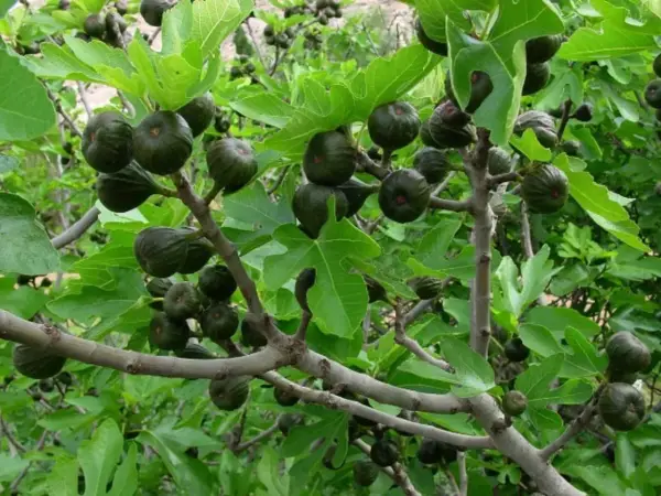 Higuera cargada de frutos verdes, algunos bajo el sol, otros en la sombra. Las hojas grandes y lobuladas protegen los higos.