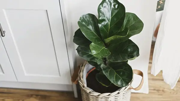 Planta de interior ficus lyrata en maceta de mimbre, ideal para decorar tu hogar. Cuidados sencillos para un verde exuberante.